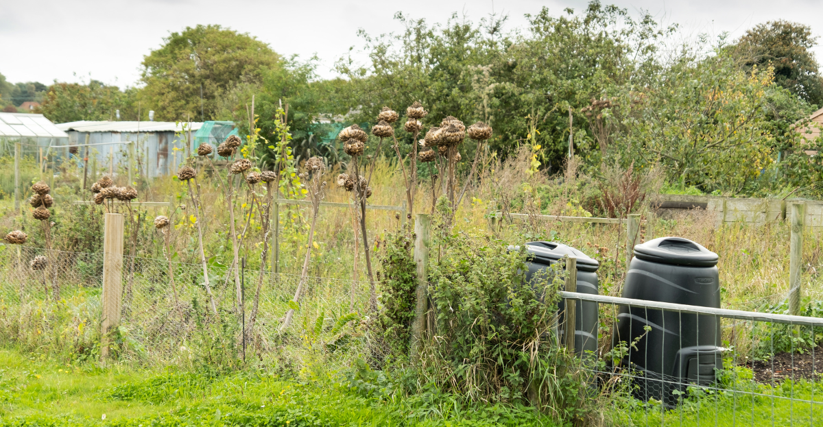 Overgrown allotment